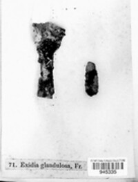 Exidia glandulosa image